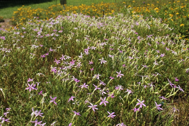 Isotoma Pattis Pinkjpg